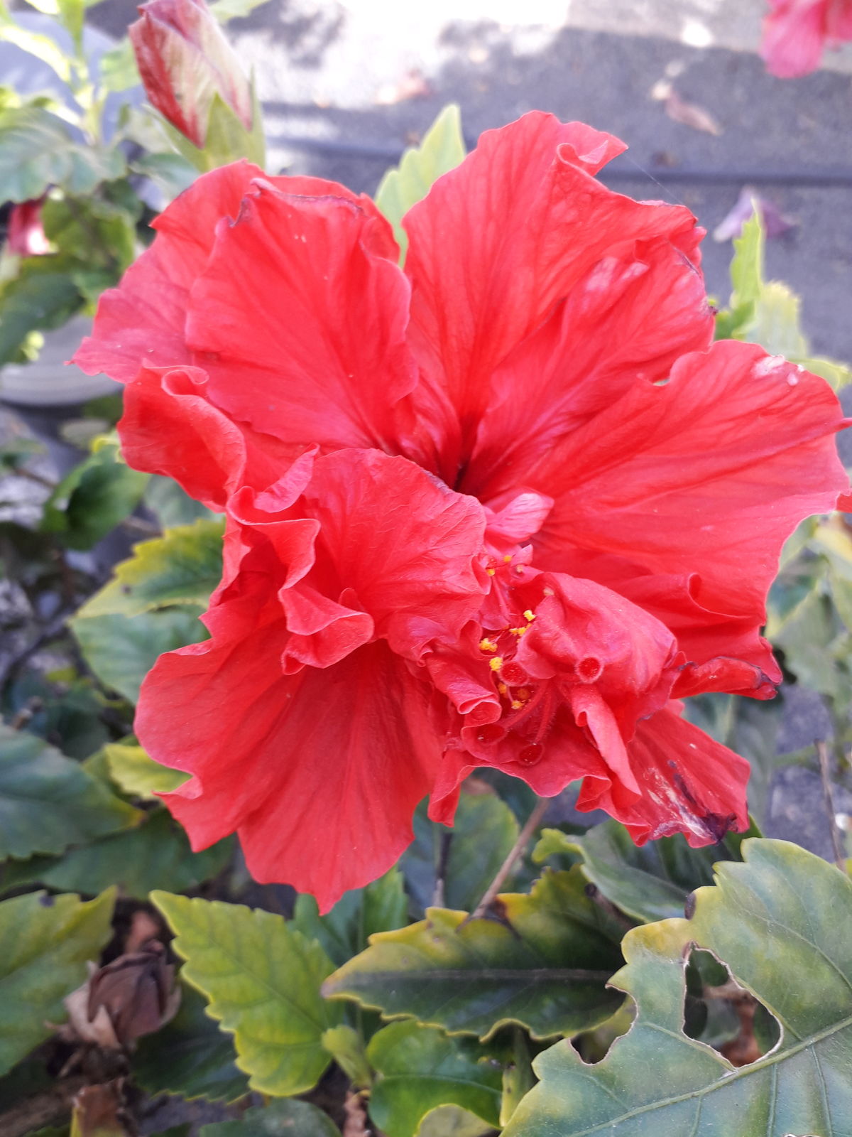 Hibiscus Rosa Sinensis L Plants Of The World Online Kew Science,Baggage Allowance United Airlines