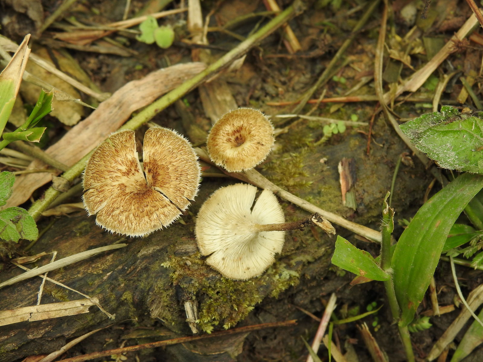 Lentinus Crinitus L Fr Colombian Fungi Made Accessible