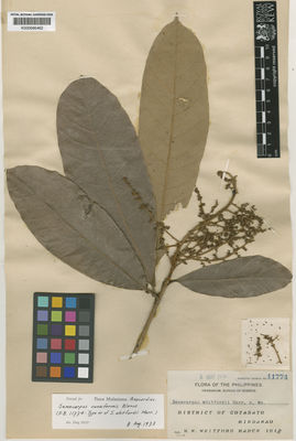 Semecarpus L.f. | Plants of the World Online | Kew Science