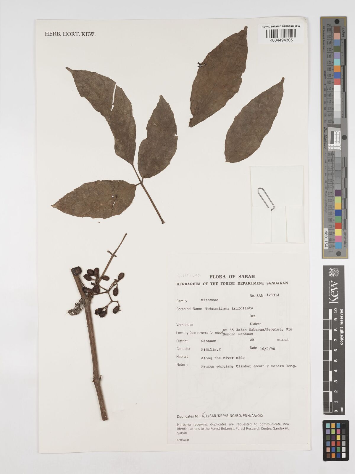 Tetrastigma Trifoliolatum Merr Plants Of The World Online Kew Science