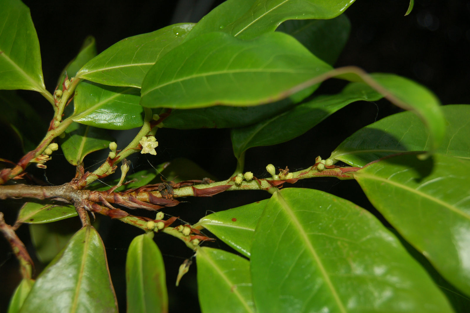 Erythroxylum Citrifolium A St Hil Plants Of The World Online Kew