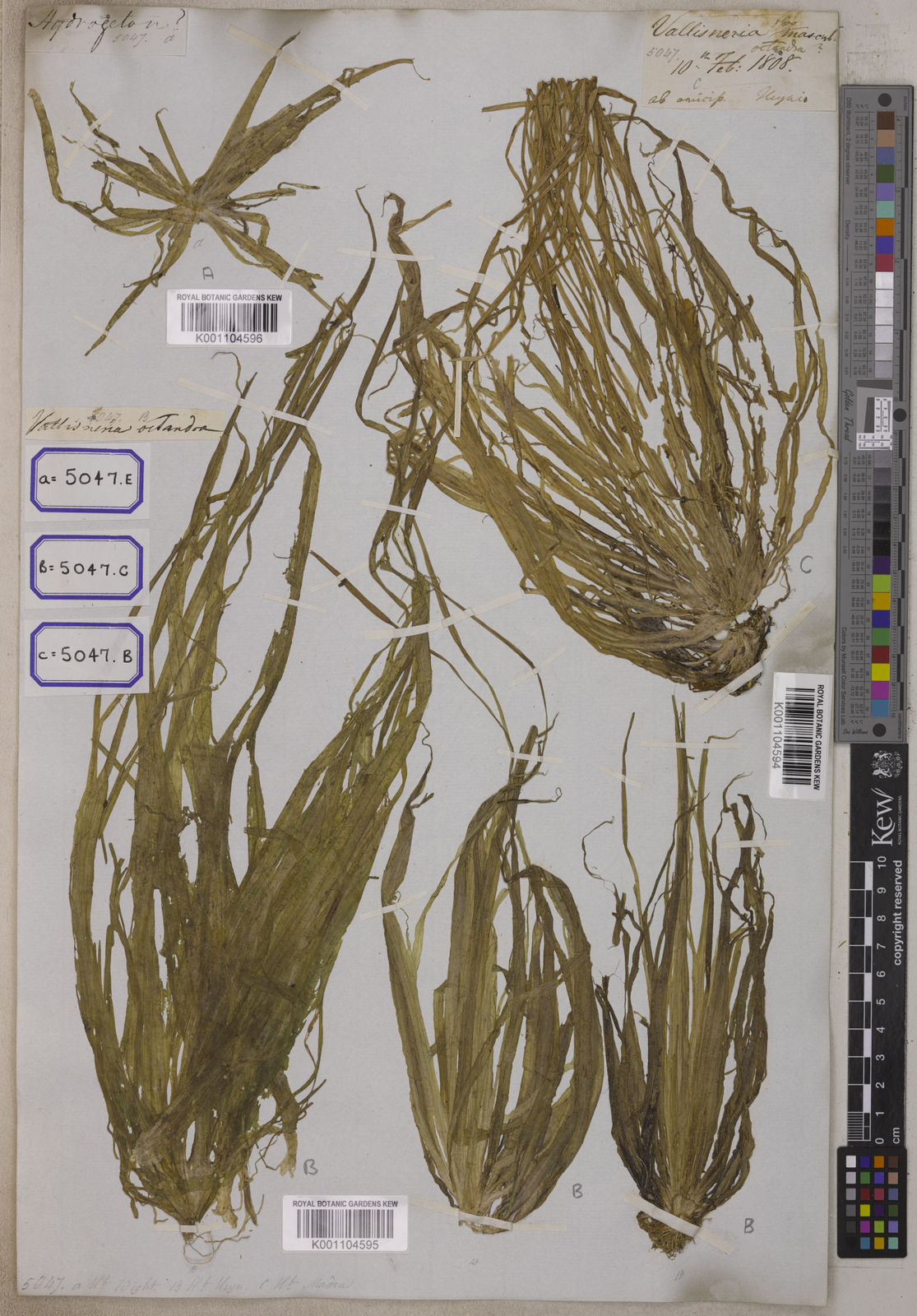 Kew Gardens K001104596:  s.coll. [Cat. no. 5047]