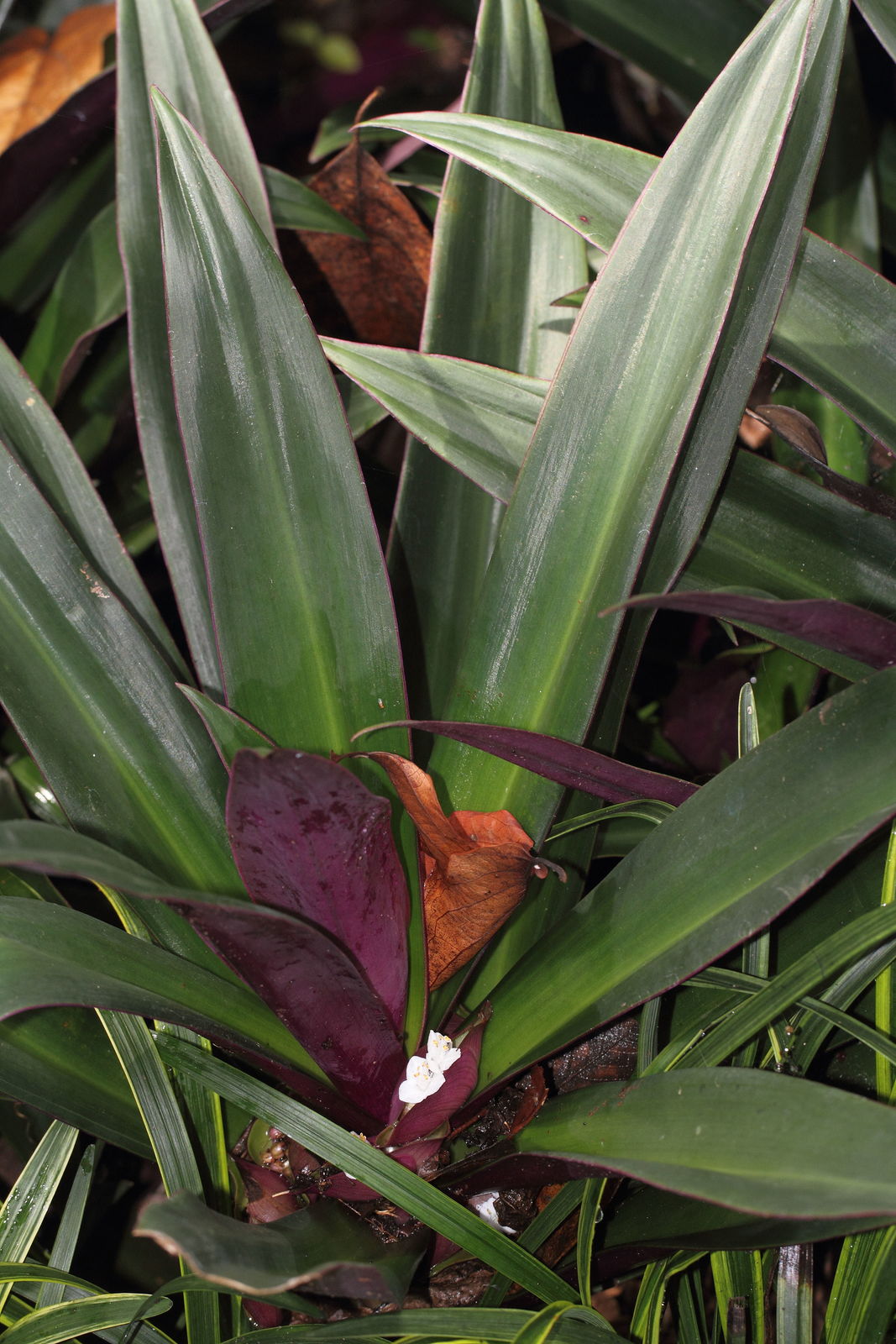 Tradescantia spathacea Sw. Plants of the World Online