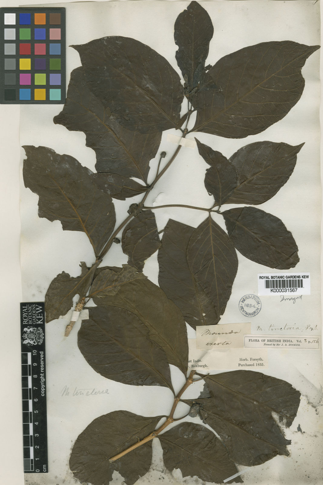 Morinda Coreia Buch Ham Plants Of The World Online Kew Science