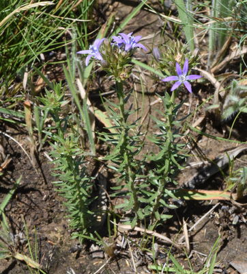 Wahlenbergia Huttonii Sond Thulin Plants Of The World Online Kew