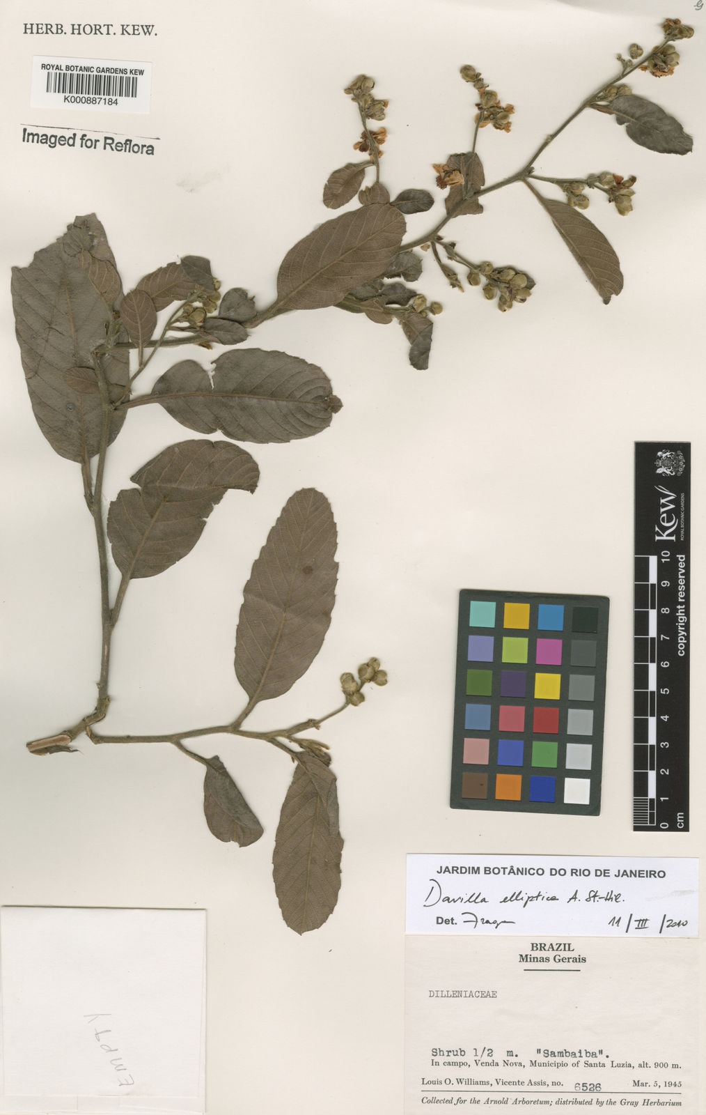 Davilla Elliptica Ast Hil Plants Of The World Online Kew Science 