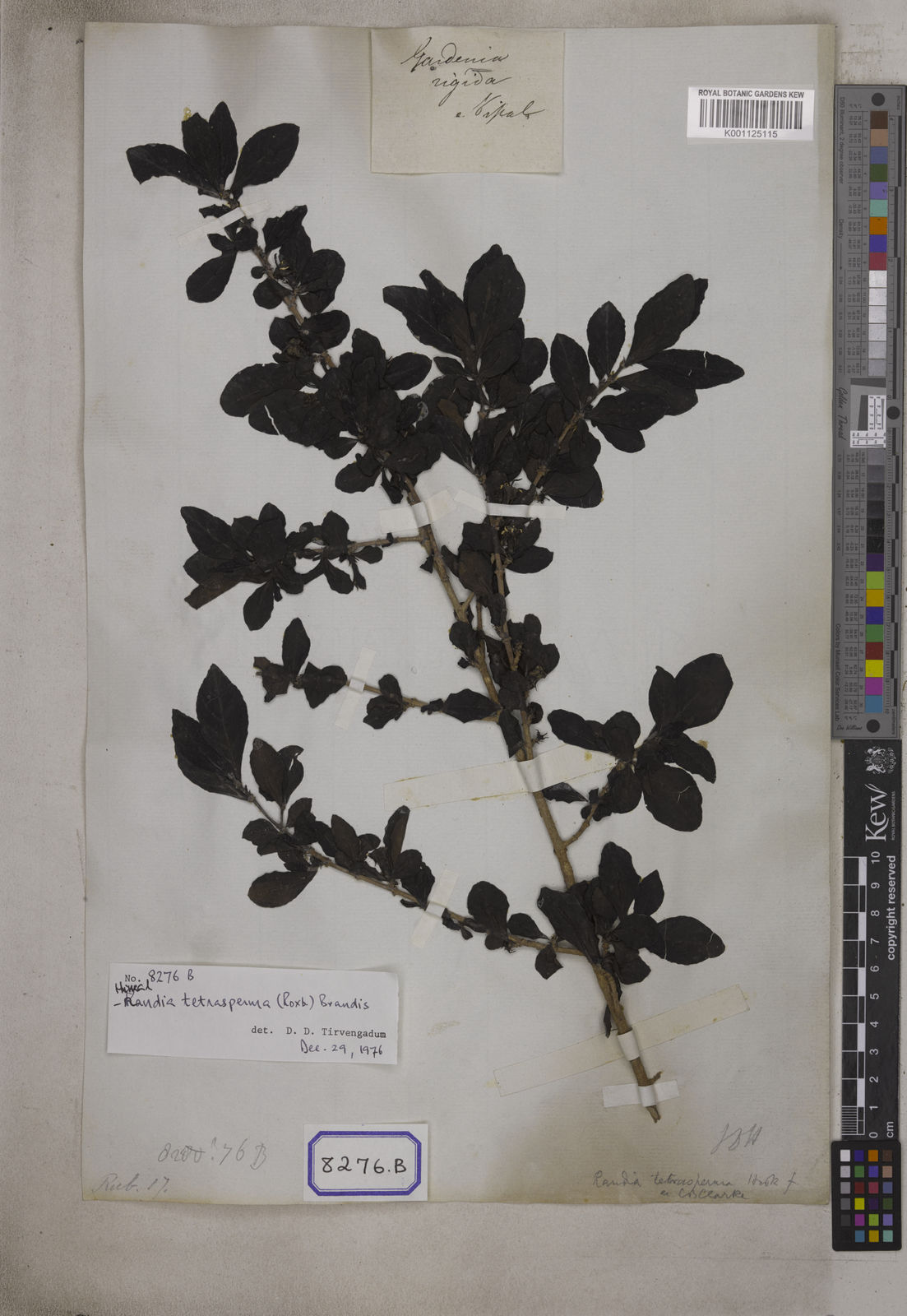 Kew Gardens K001125115:  s.coll. [Cat. no. 8276]