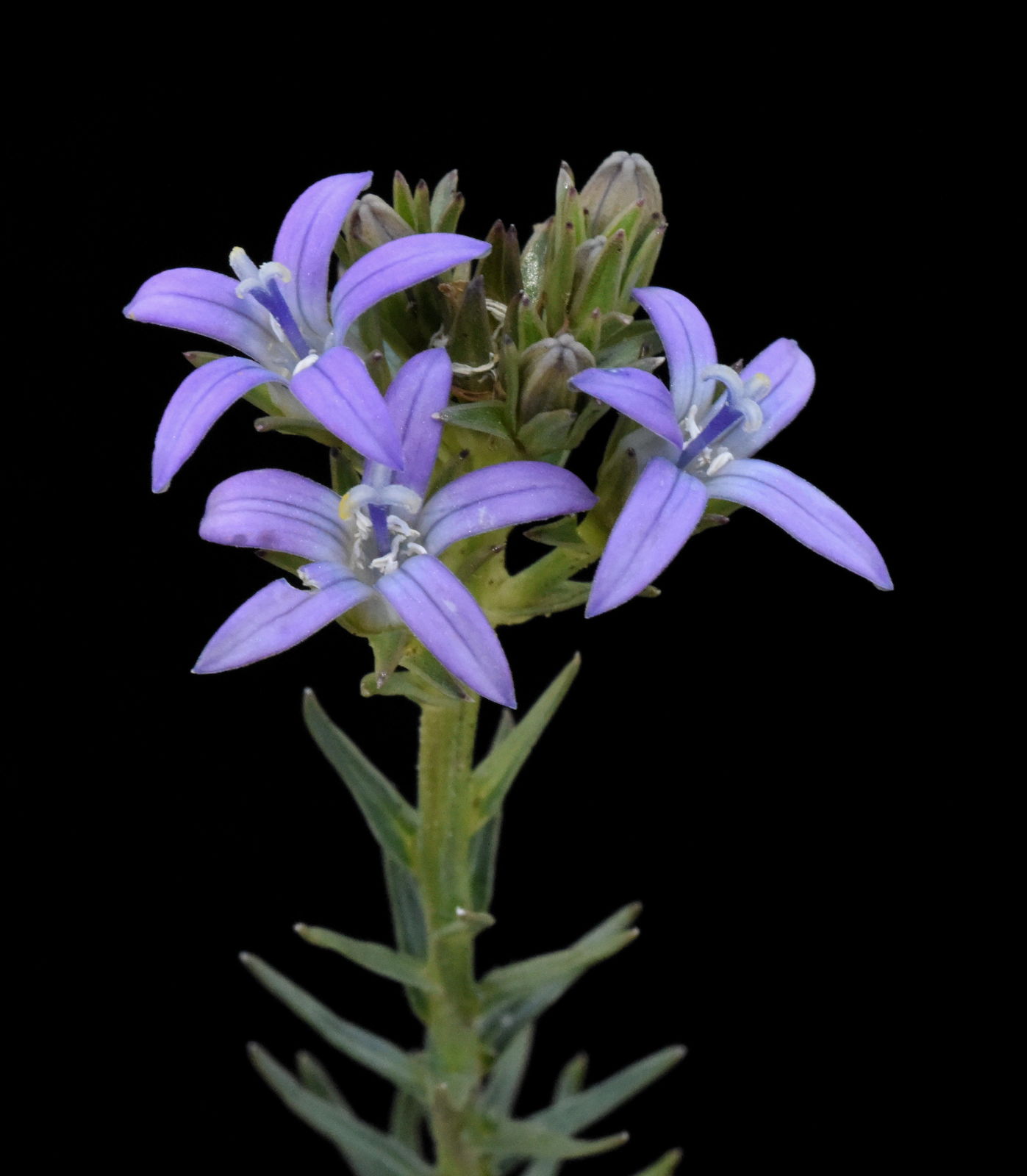 Wahlenbergia Huttonii Sond Thulin Plants Of The World Online Kew