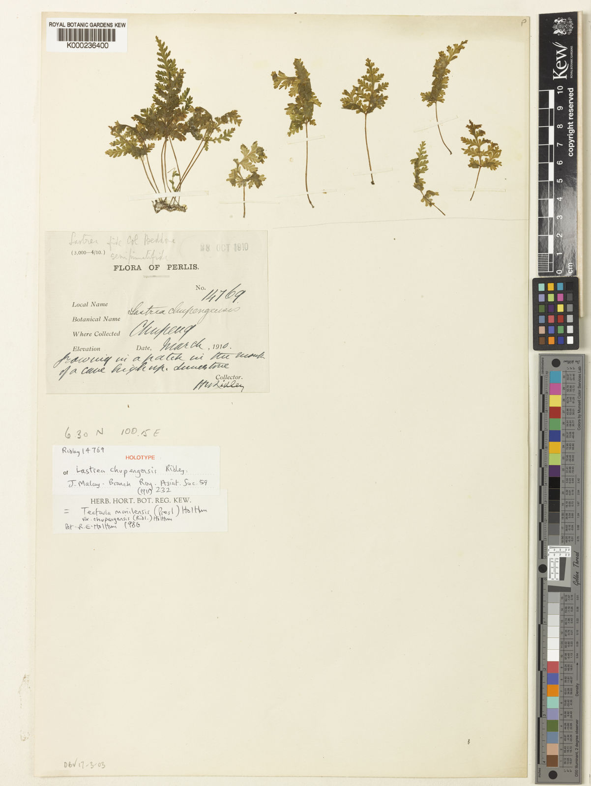 Tectaria Manilensis C Presl Holttum Plants Of The World Online Kew Science