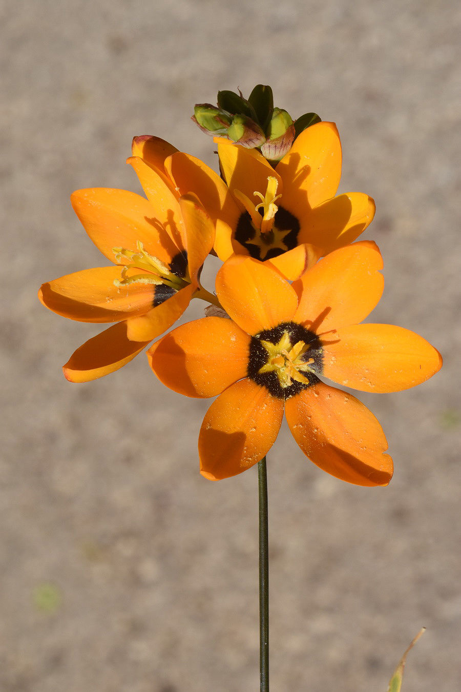 ixia-maculata-l-plants-of-the-world-online-kew-science