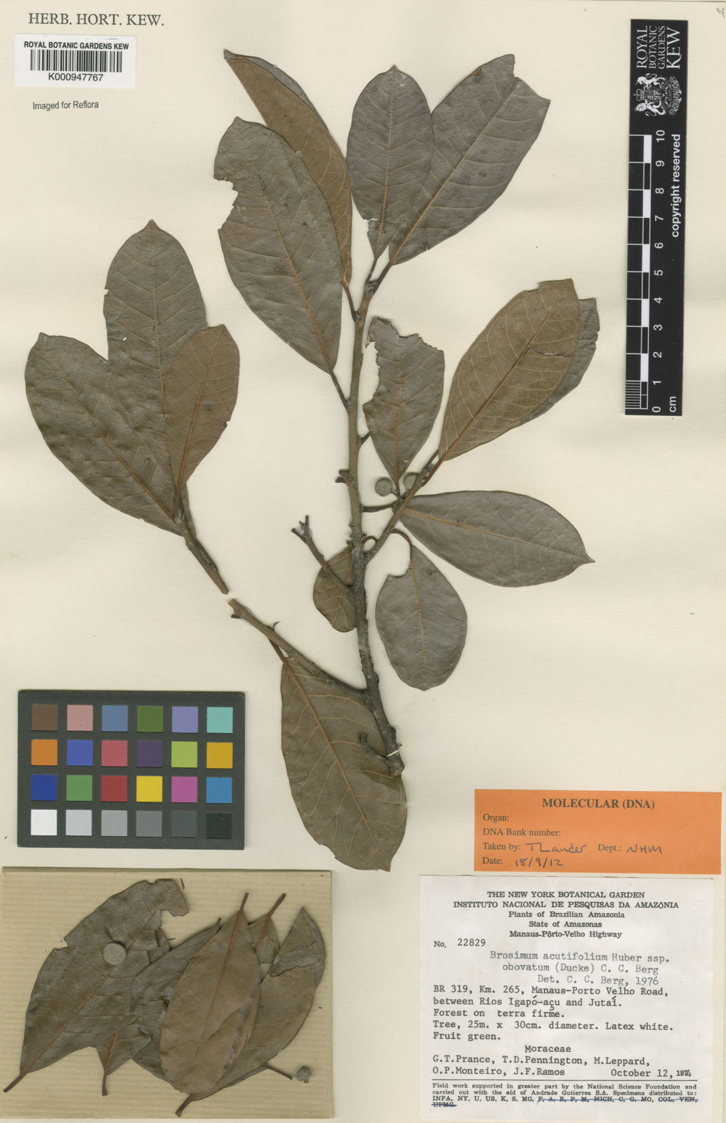 Brosimum Acutifolium Subsp Obovatum Ducke C C Berg Plants Of The World Online Kew Science