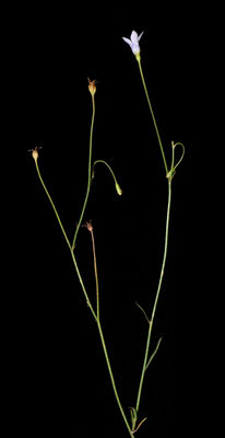 Wahlenbergia Multicaulis Benth Plants Of The World Online Kew Science