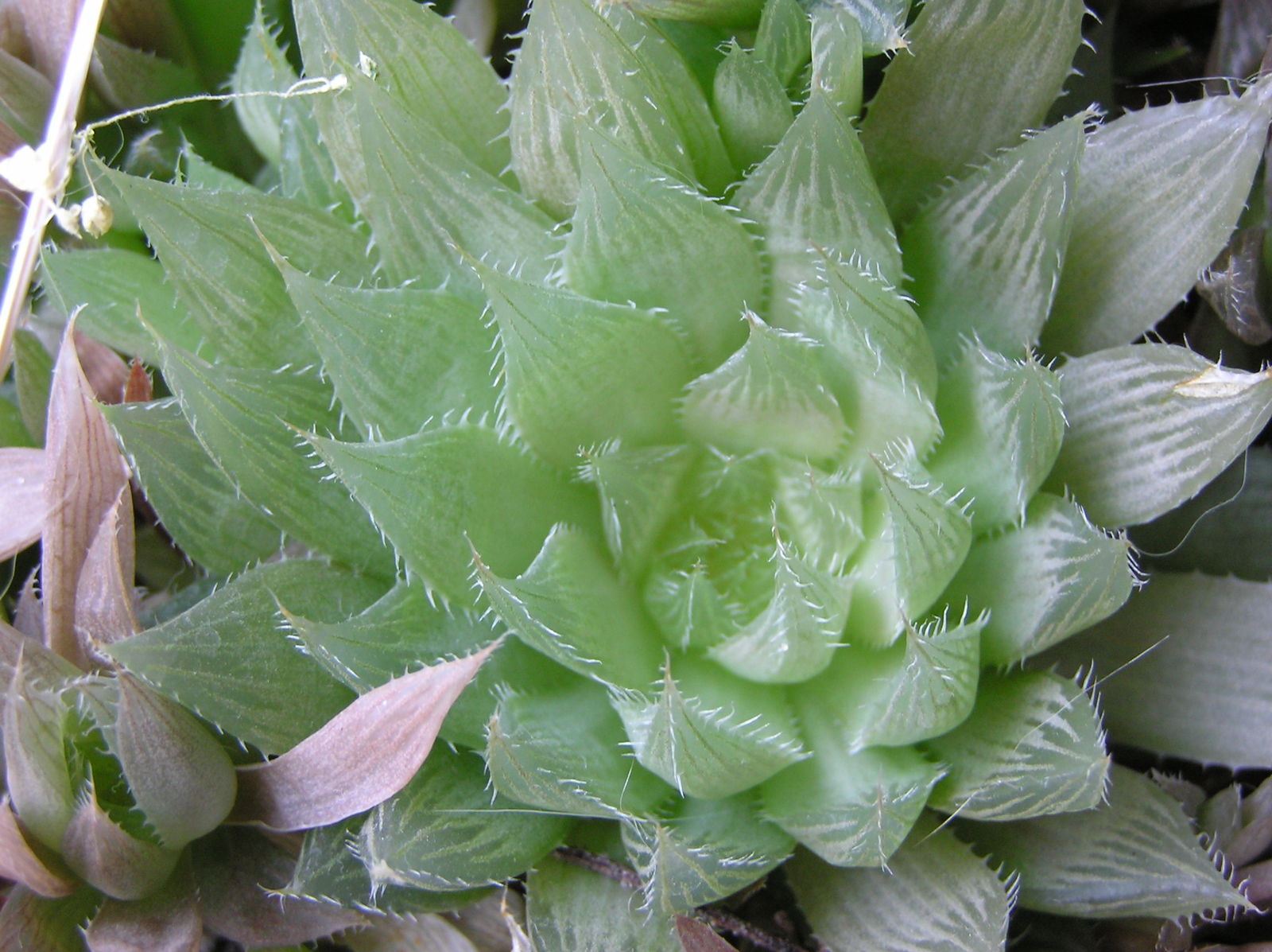 Haworthia Duval Plants Of The World Online Kew Science,Sous Vide Chicken Breast Temperature