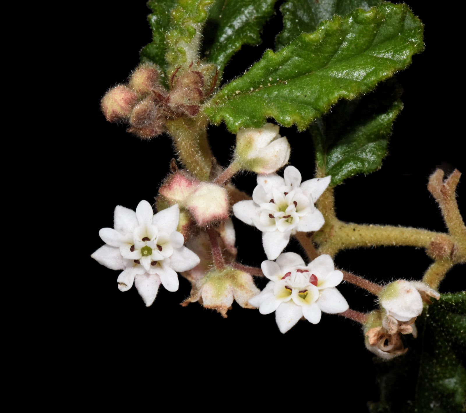 Commersonia Borealis E Pritz C F Wilkins Whitlock Plants Of The