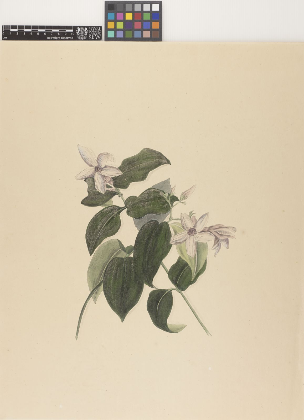 Cryptostegia