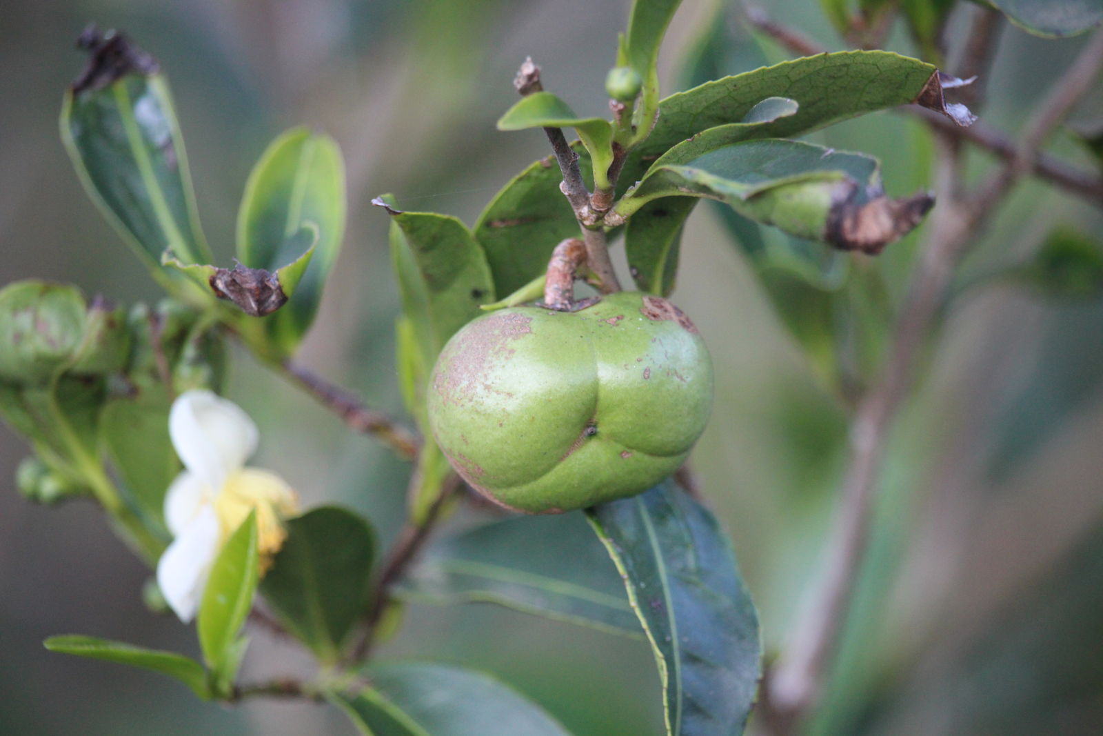 Camellia sinensis (L.) Kuntze | Plants of the World Online | Kew Science