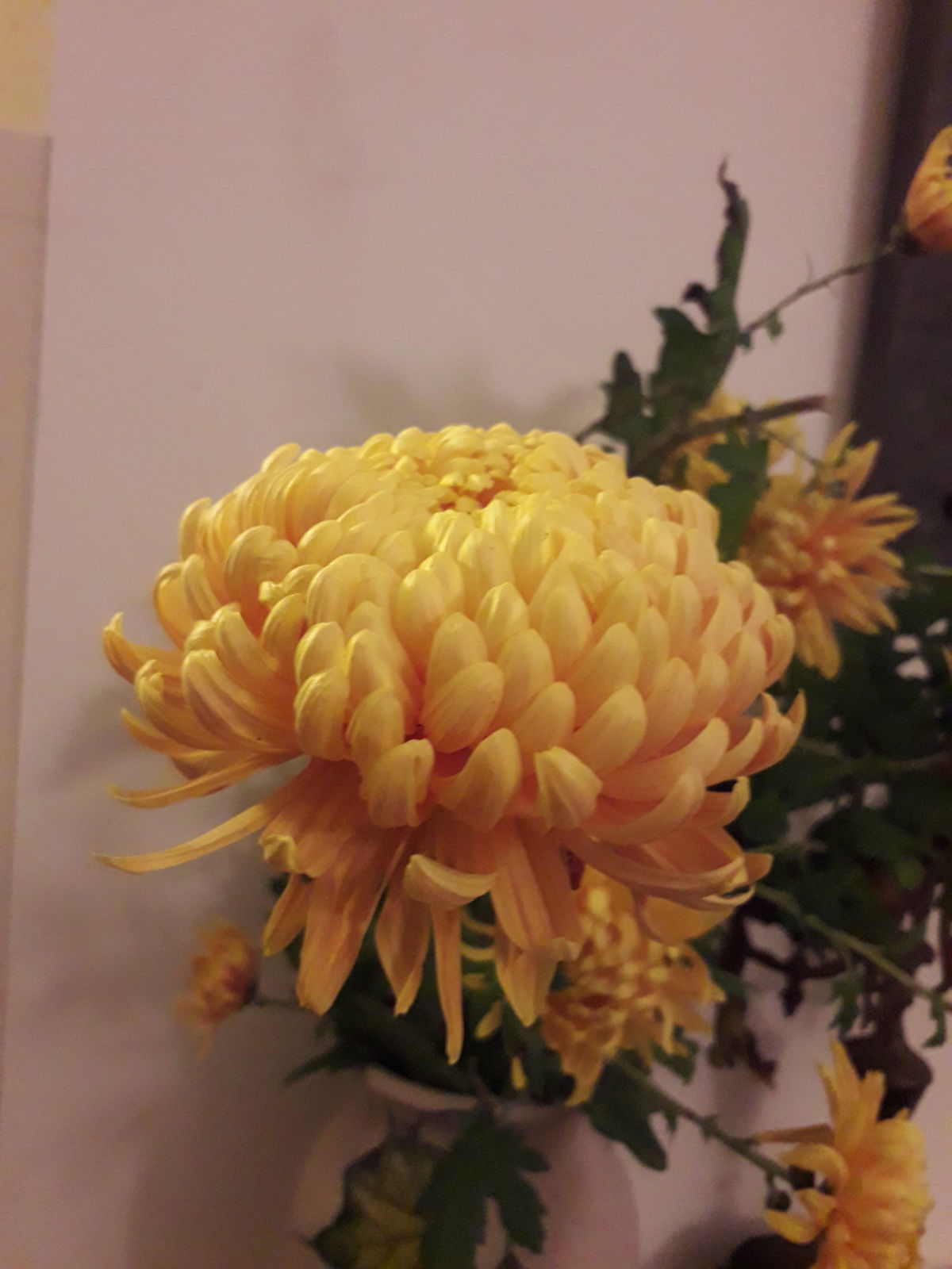 Chrysanthemum × morifolium Ramat. Hemsl.   Plants of the World ...