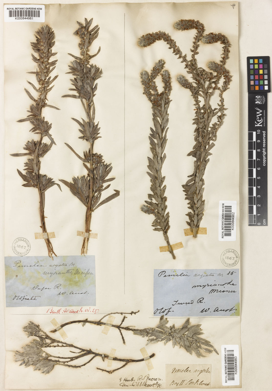 Kew Gardens K000844983:  Brown, R. [s.n.] Australia