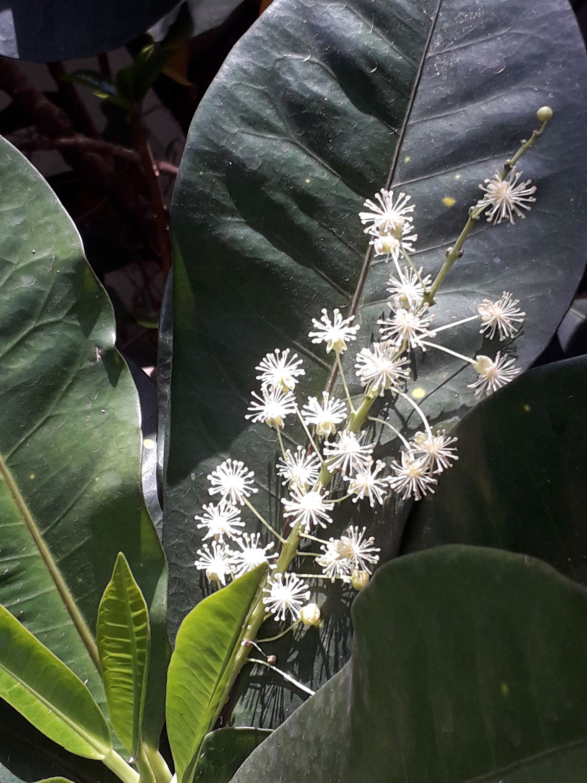 Codiaeum variegatum var. variegatum | Plants of the World Online | Kew  Science