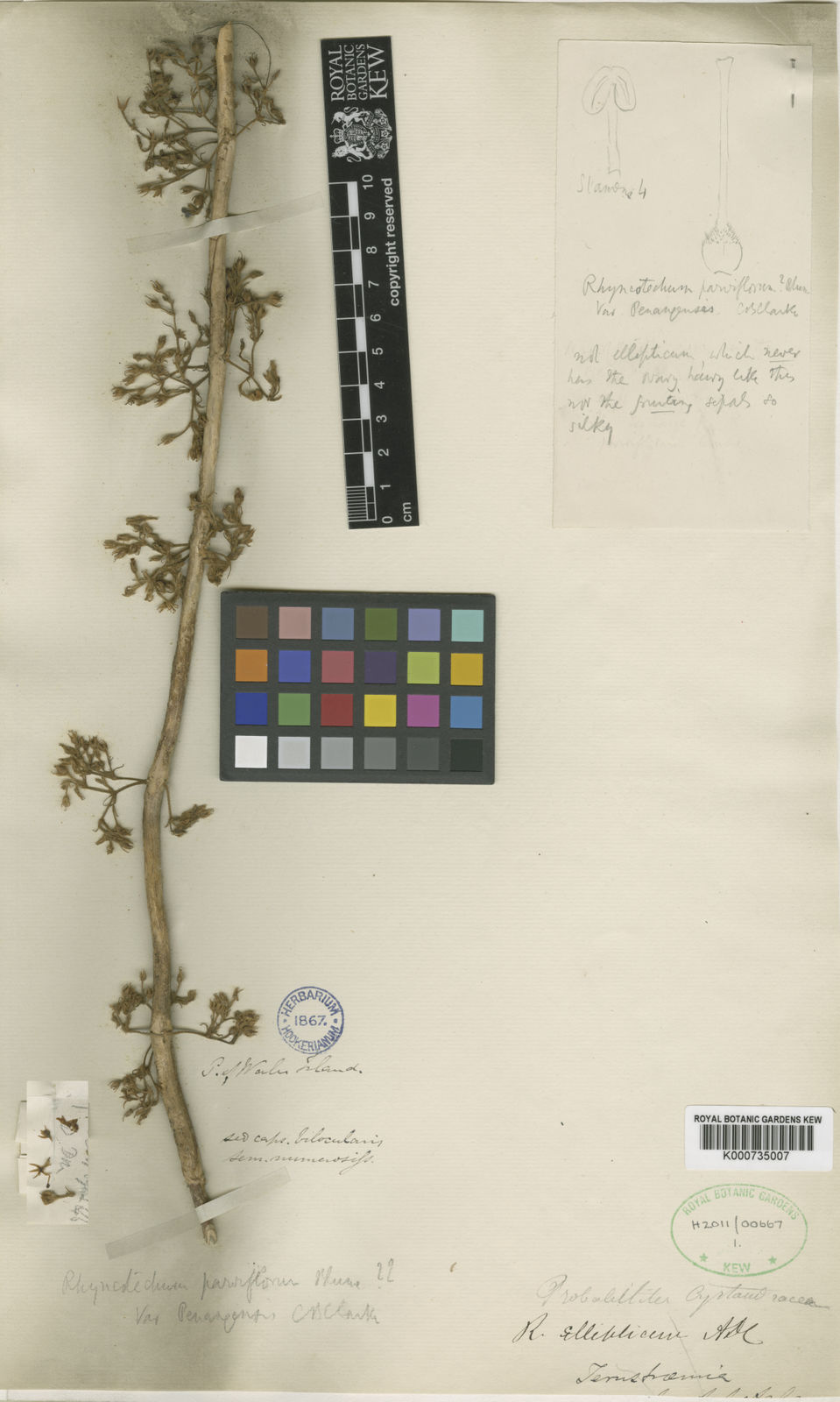 Rhynchotechum Parviflorum Blume Plants Of The World Online Kew Science