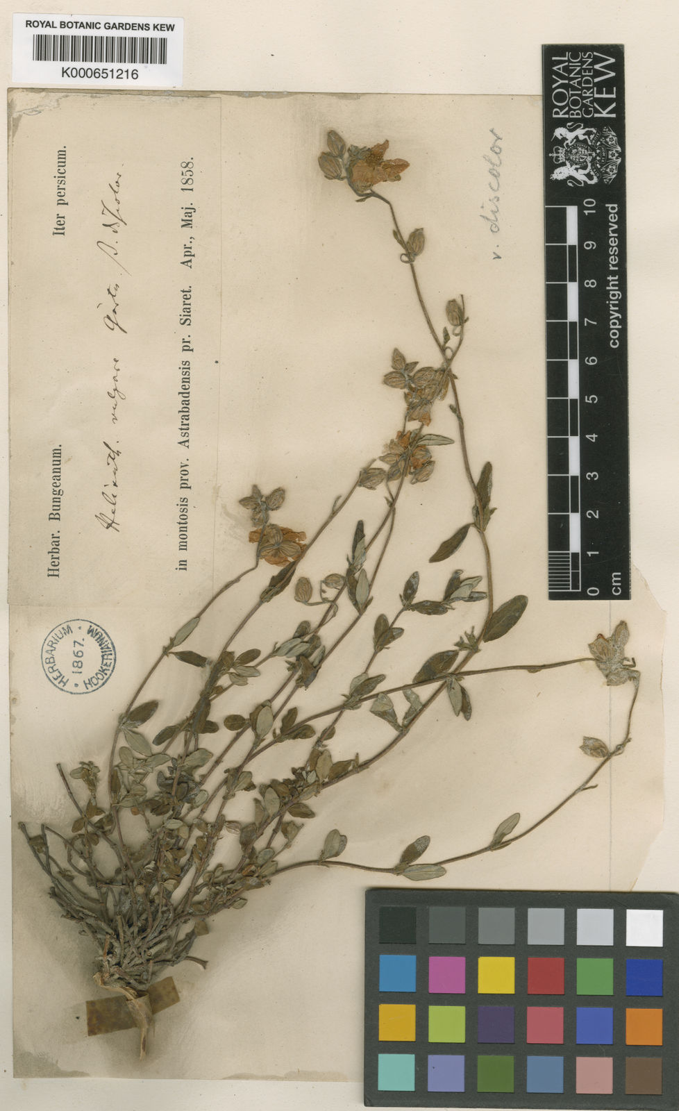 Helianthemum Nummularium L Mill Plants Of The World Online Kew Science