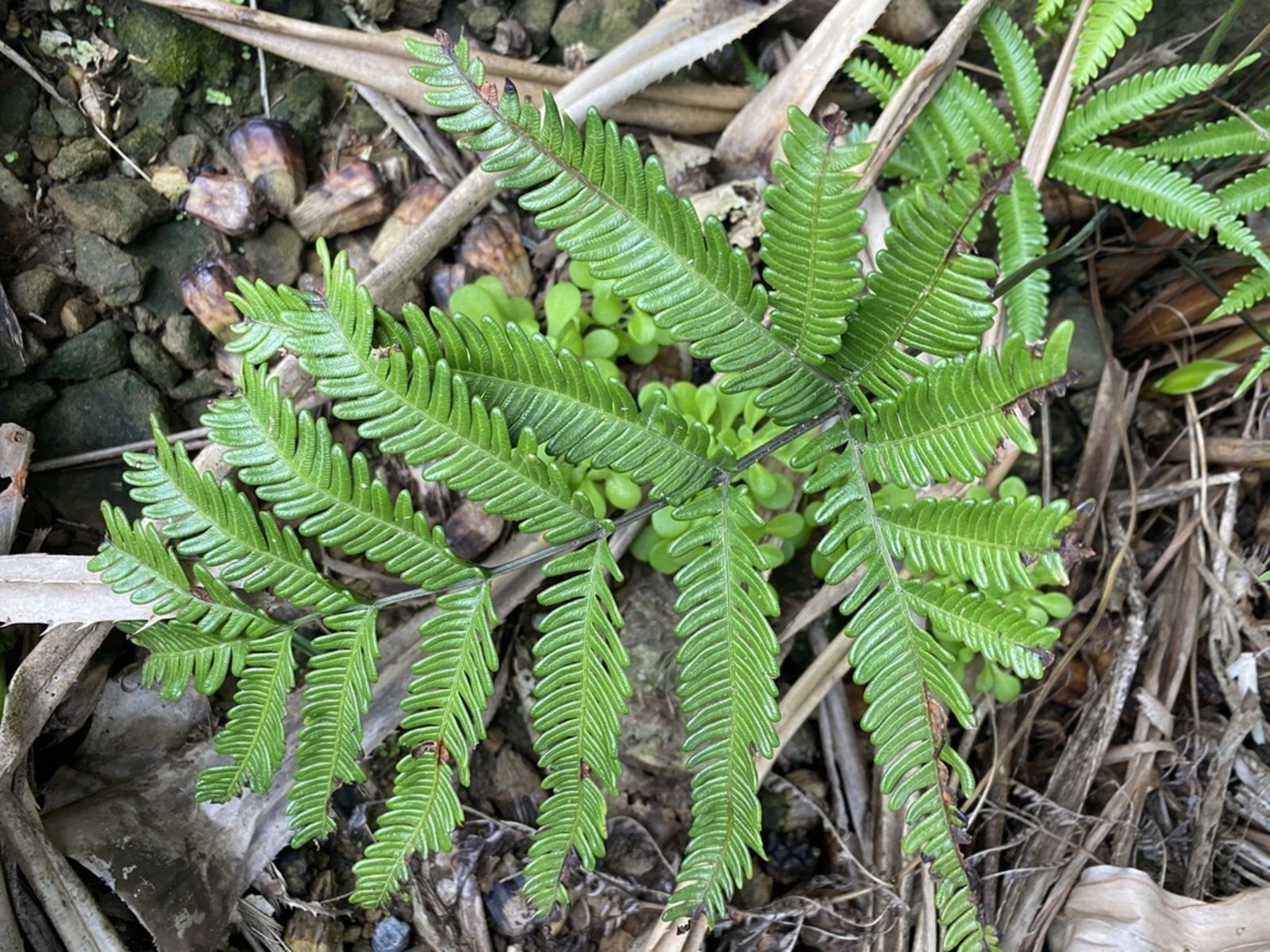 Pteris Minor Hieron Y S Chao Plants Of The World Online Kew Science