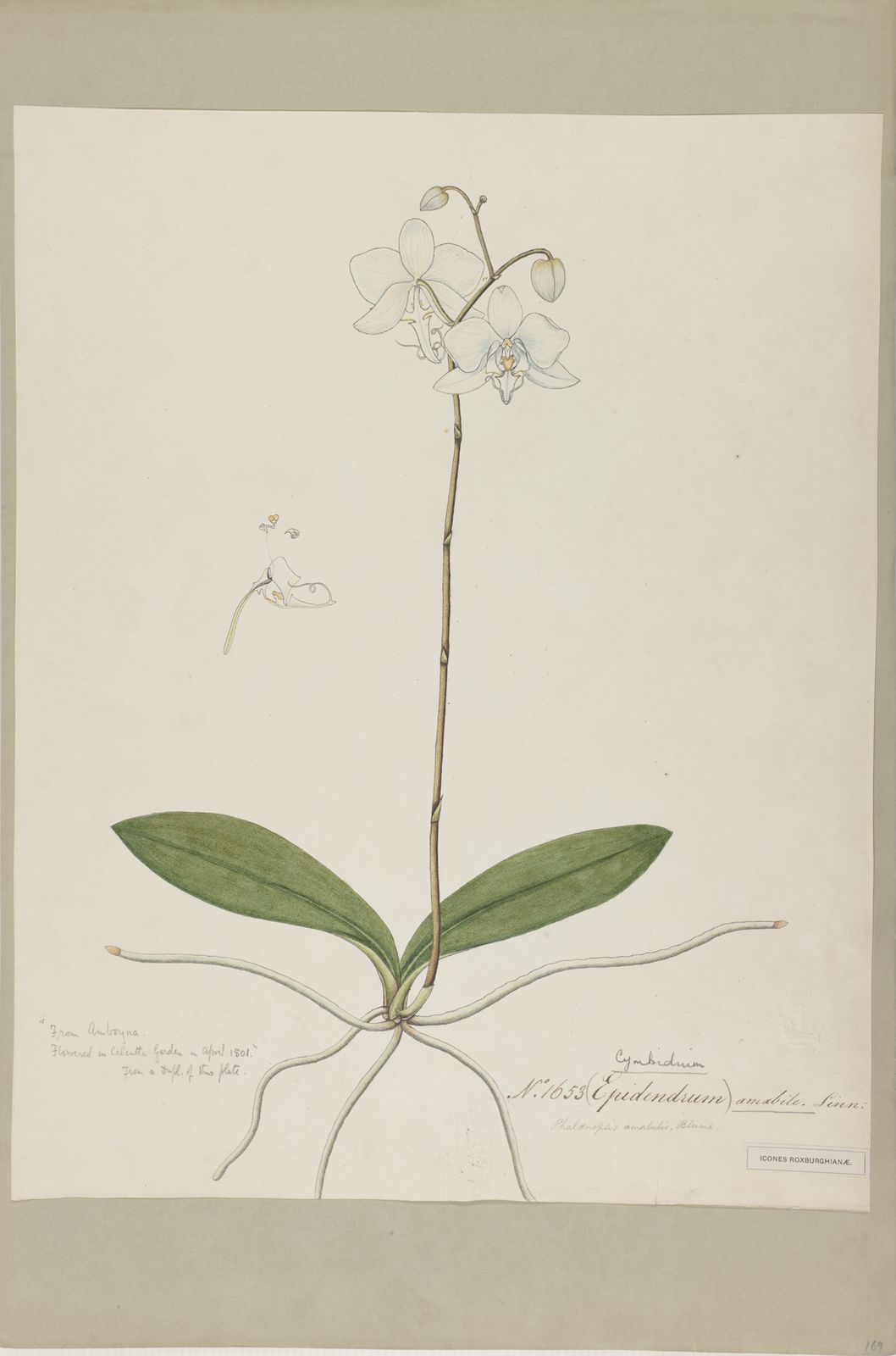 Phalaenopsis Amabilis L Blume Plants Of The World Online Kew Science