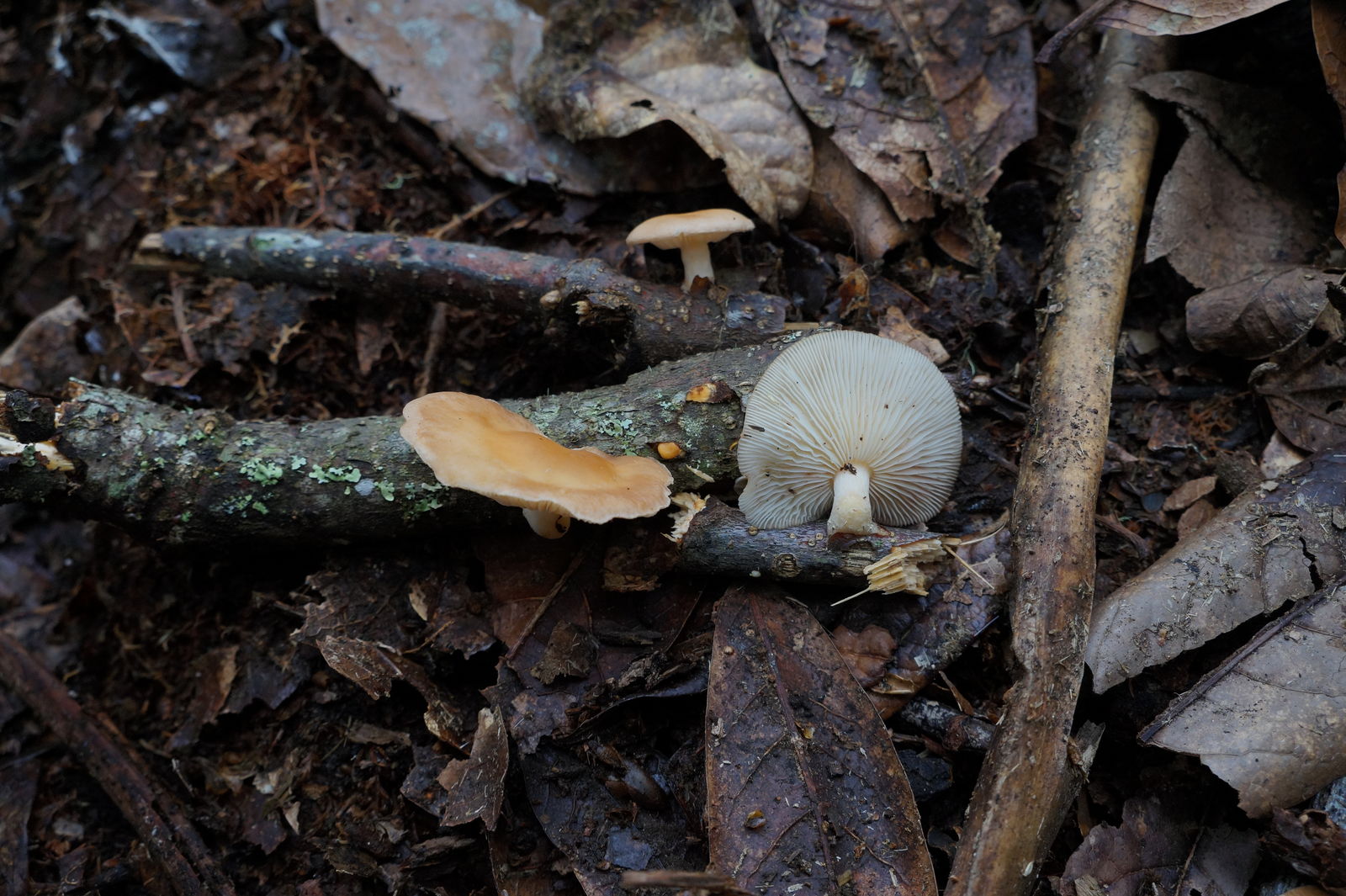 Lentinula Earle Colombian Fungi Made Accessible