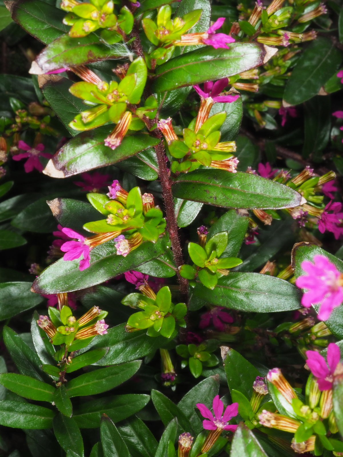 Cuphea hyssopifolia Kunth | Plants of the World Online | Kew Science
