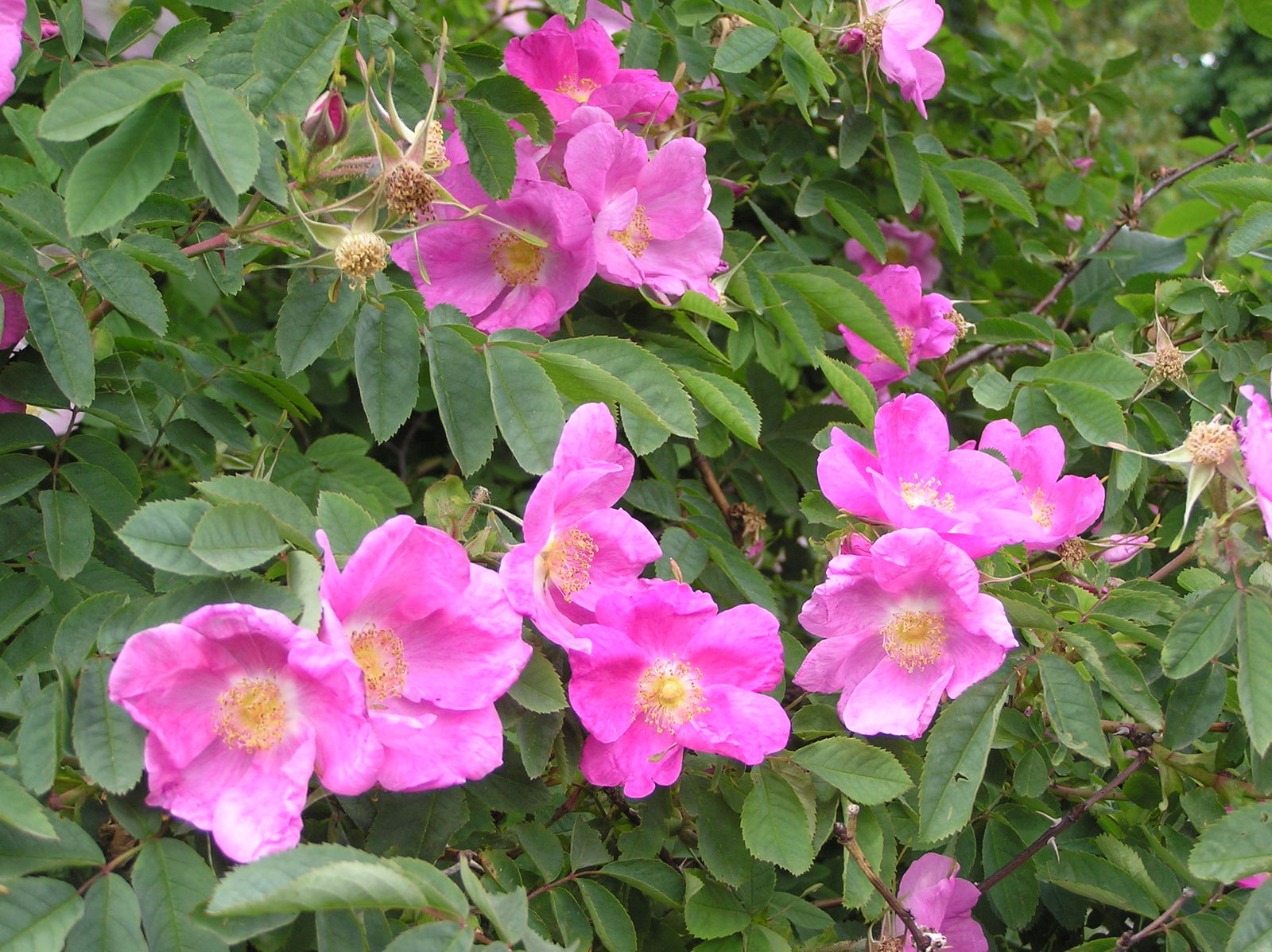 Rosa Tomentosa Sm Plants Of The World Online Kew Science
