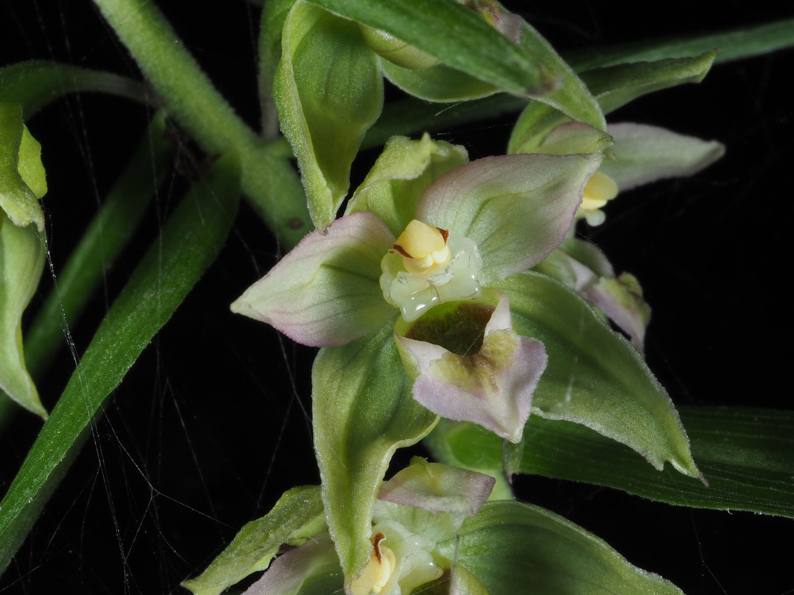 Epipactis helleborine subsp. helleborine | Plants of the World Online | Kew Science