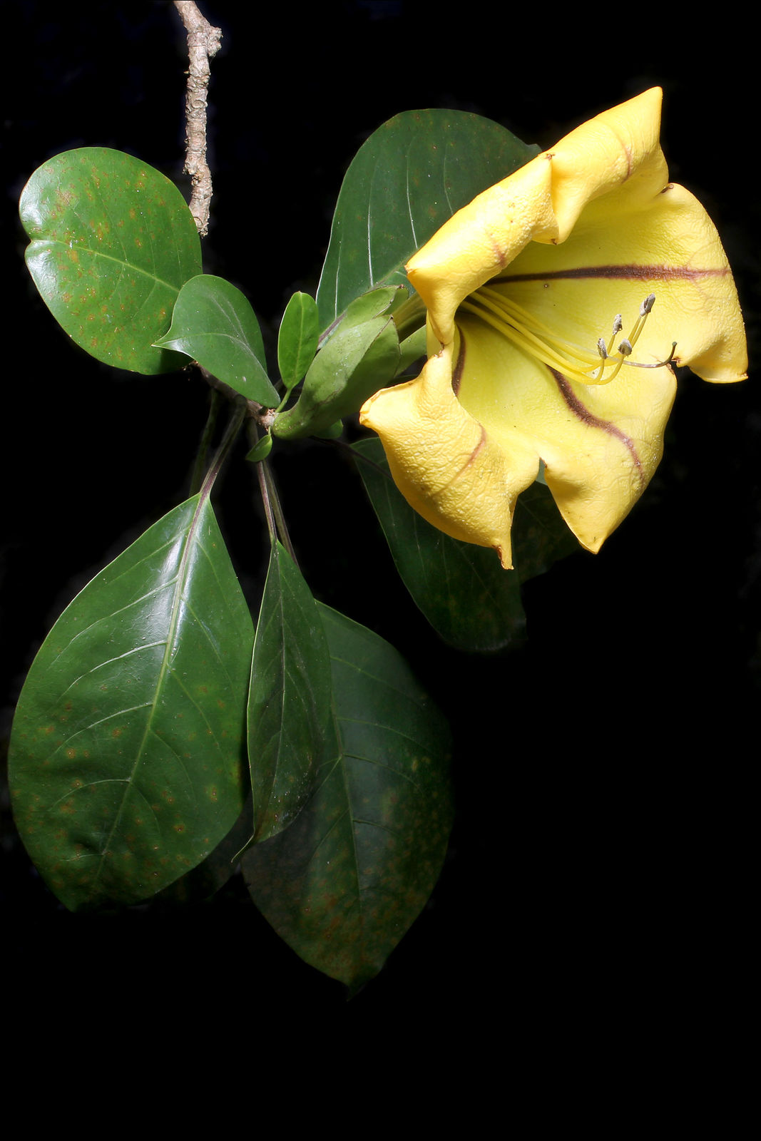 Solandra Grandiflora Sw Plants Of The World Online Kew Science