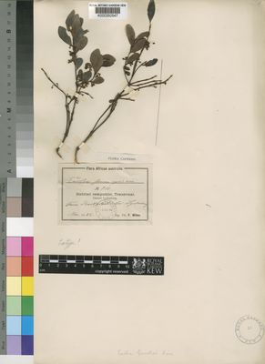 Euclea crispa Thunb Gürke Plants of the World Online Kew Science