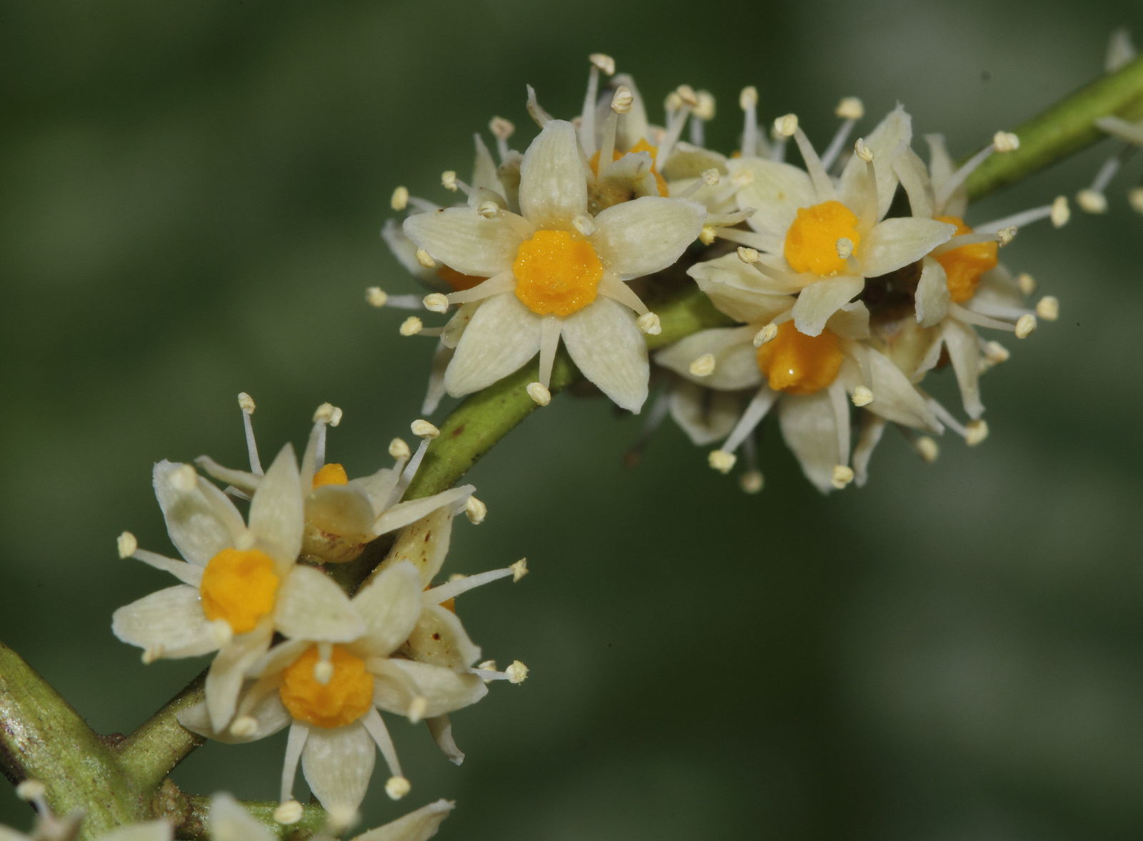 Semecarpus gardneri Thwaites | Plants of the World Online 