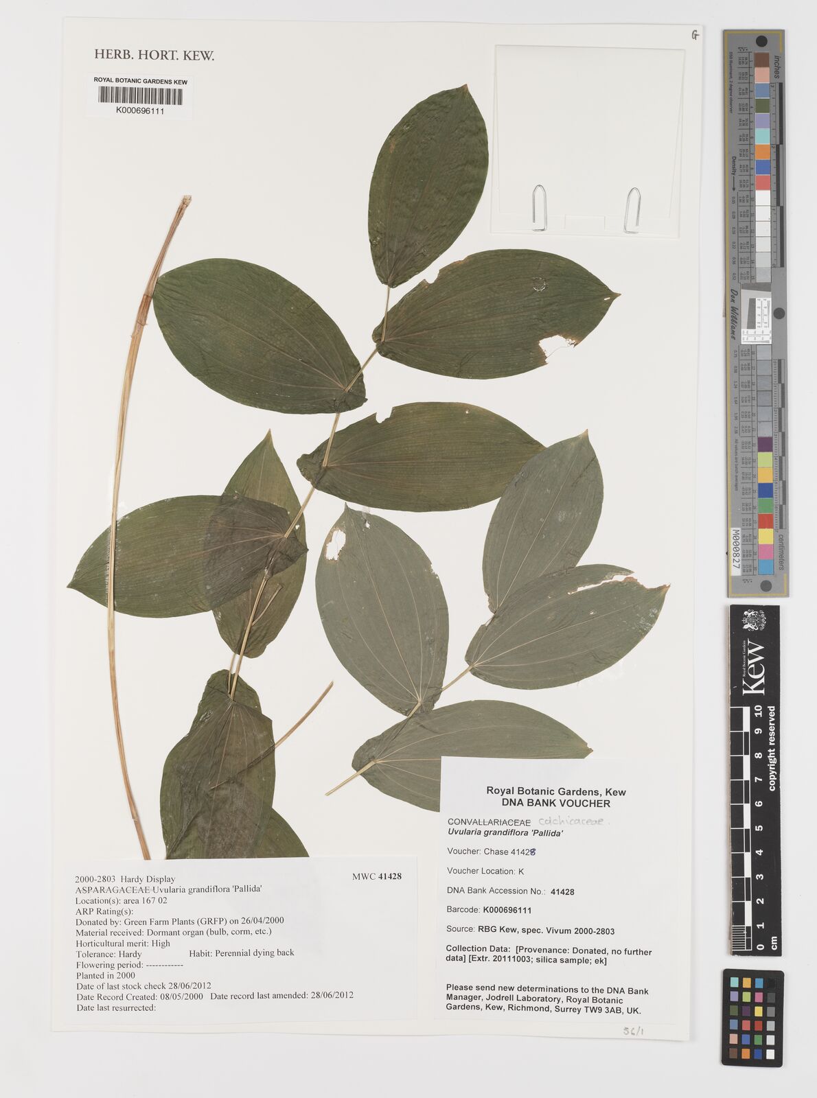 Uvularia Grandiflora Sm Plants Of The World Online Kew Science