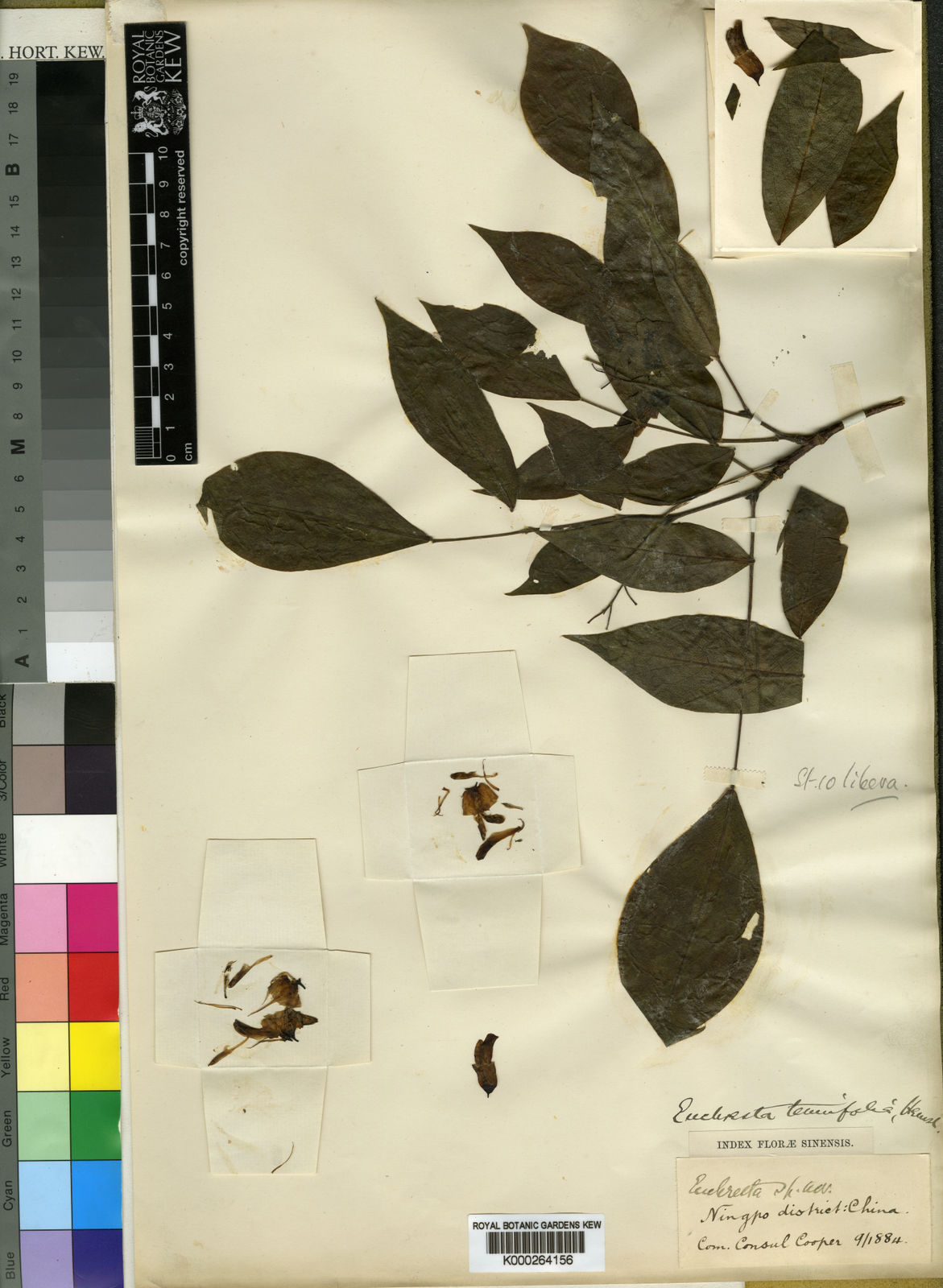 Euchresta Benn. | Plants of the World Online | Kew Science