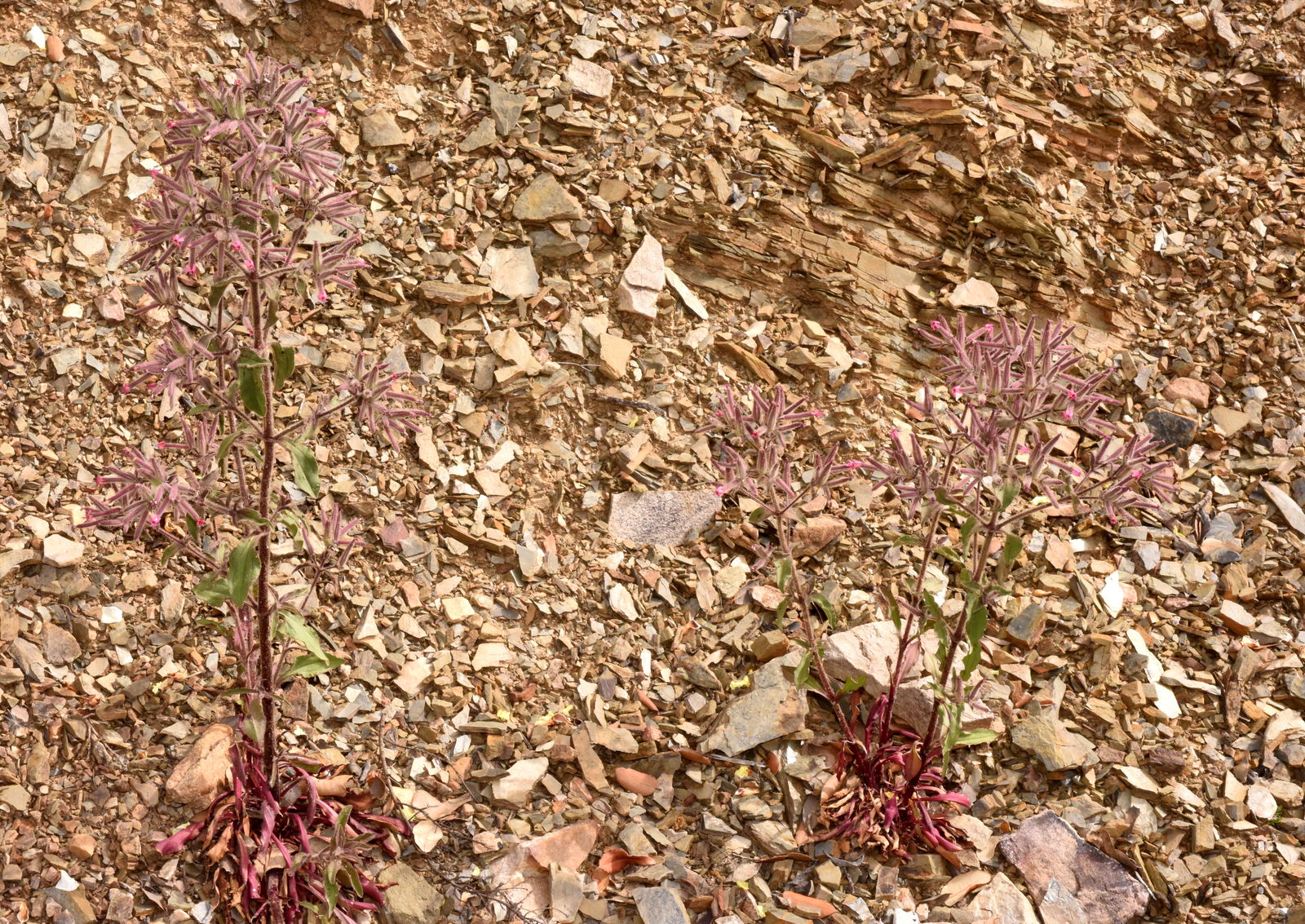 Saponaria Glutinosa M Bieb Plants Of The World Online Kew Science