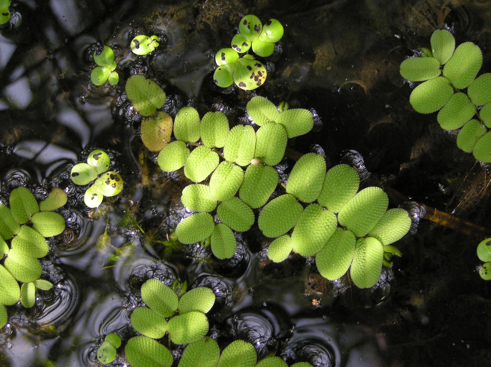 Salvinia natans (L.) All. | Plants of the World Online | Kew Science