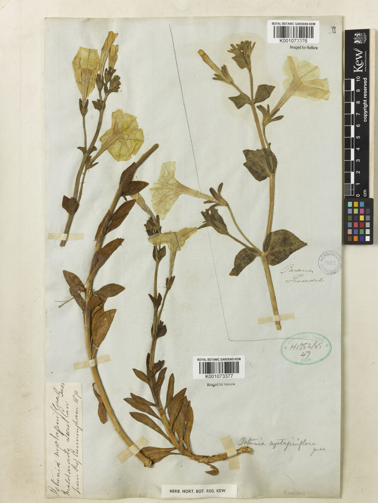 Petunia Axillaris Lam Britton Sterns Poggenb Plants Of The World Online Kew Science