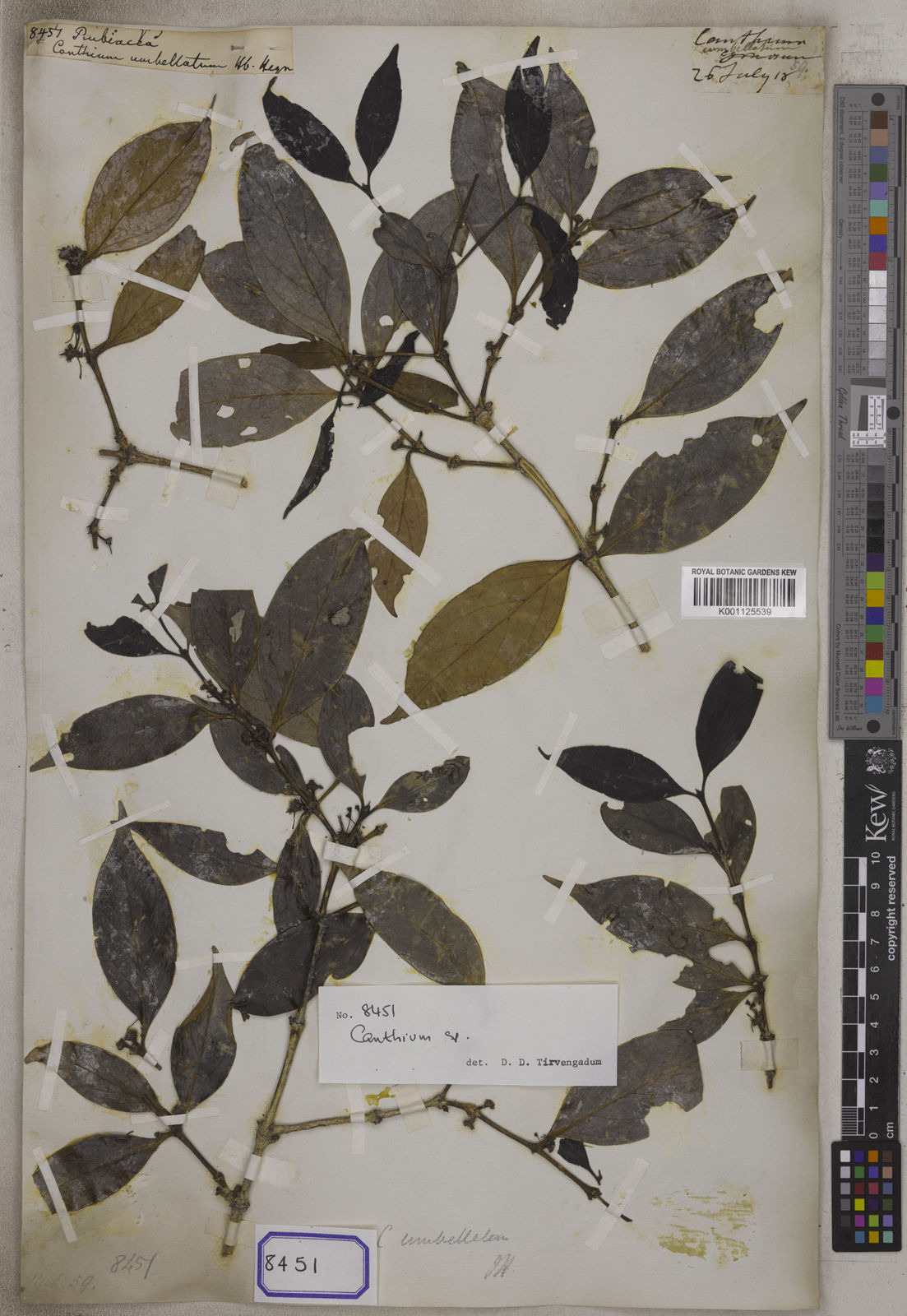 Kew Gardens K001125539:  s.coll. [Cat. no. 8451]