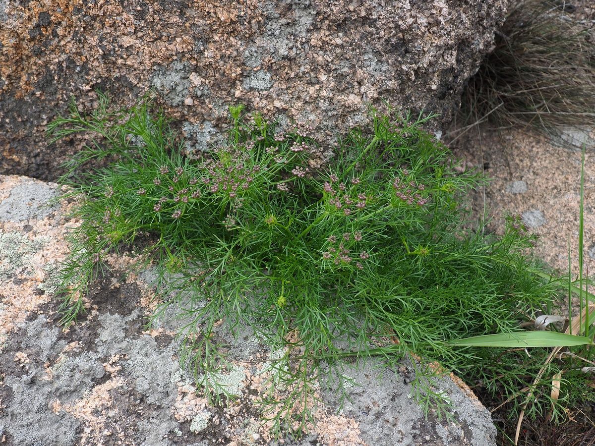 Carlesia sinensis Dunn | Plants of the World Online | Kew Science