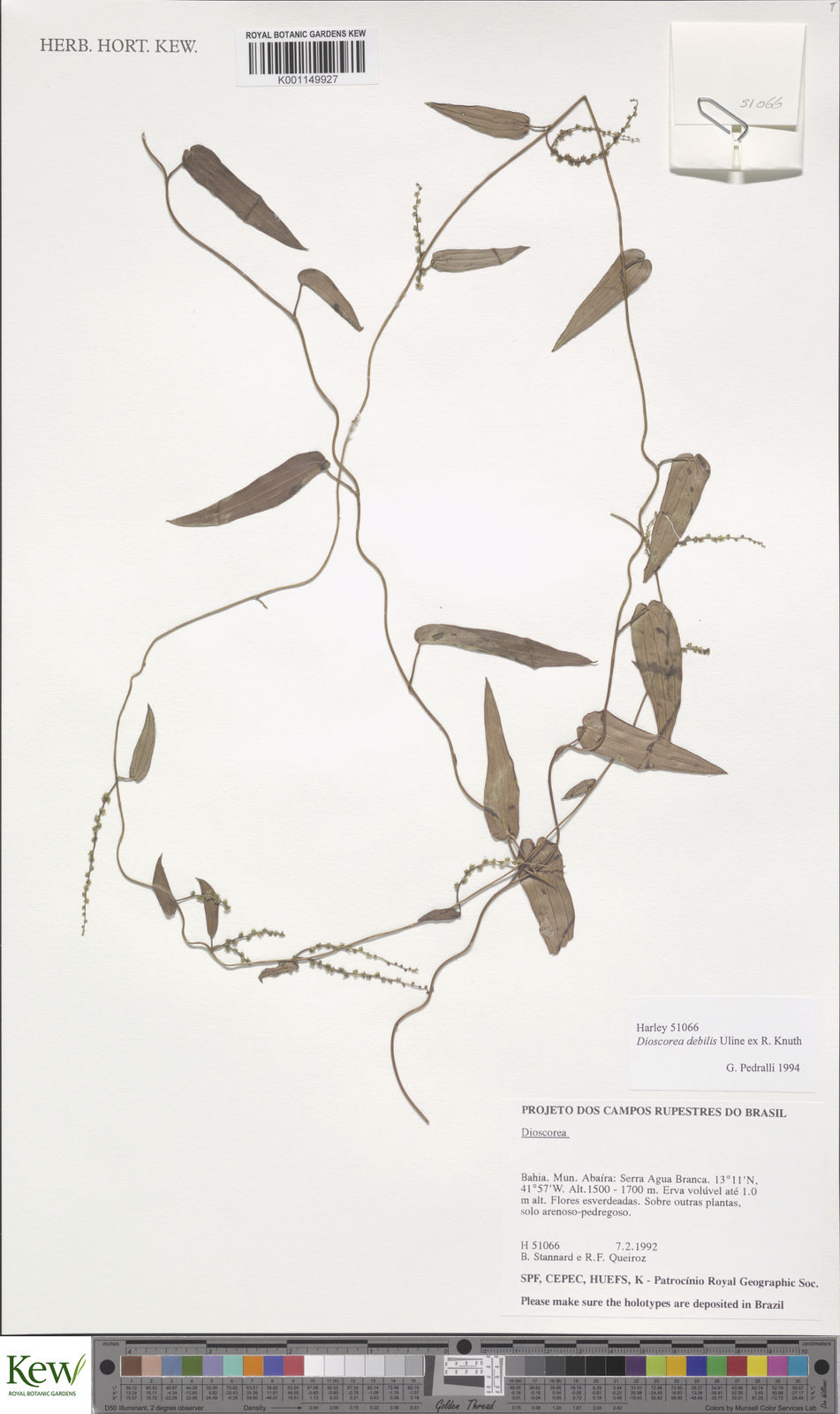 Dioscorea Debilis Uline Ex R Knuth Plants Of The World Online Kew Science