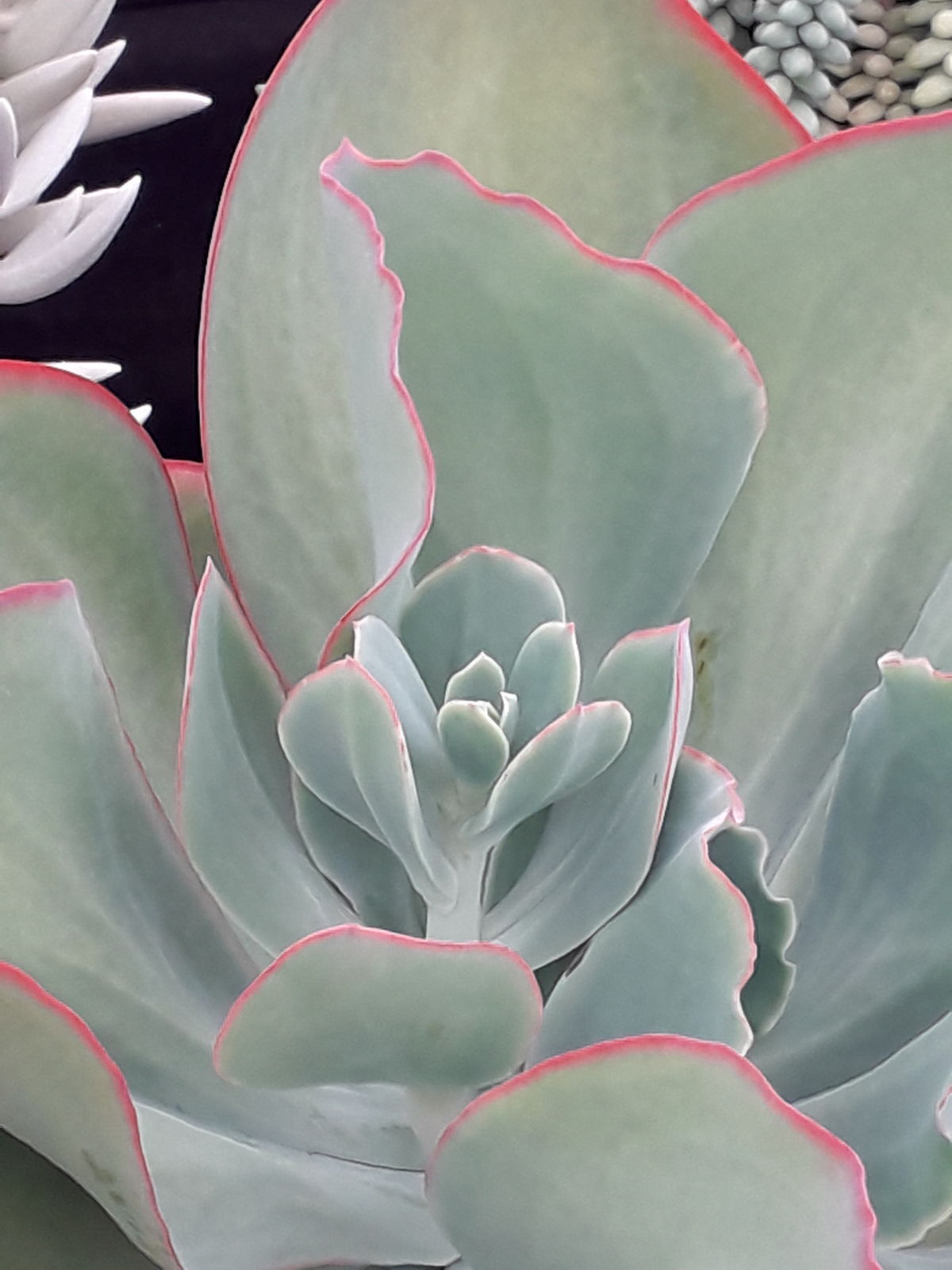 Echeveria Gigantea Rose Purpus Plants Of The World Online Kew Science