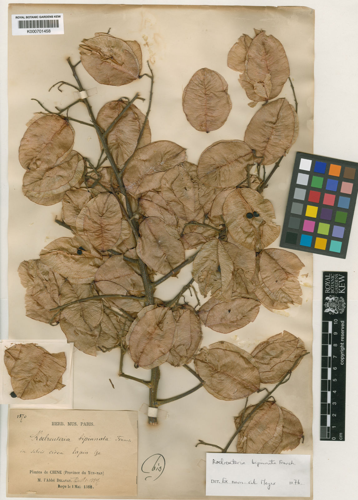 Koelreuteria Bipinnata Franch Plants Of The World Online Kew Science