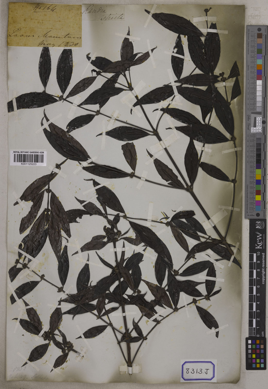 Kew Gardens K001125223:  Wallich, N. [Cat. no. 8313]