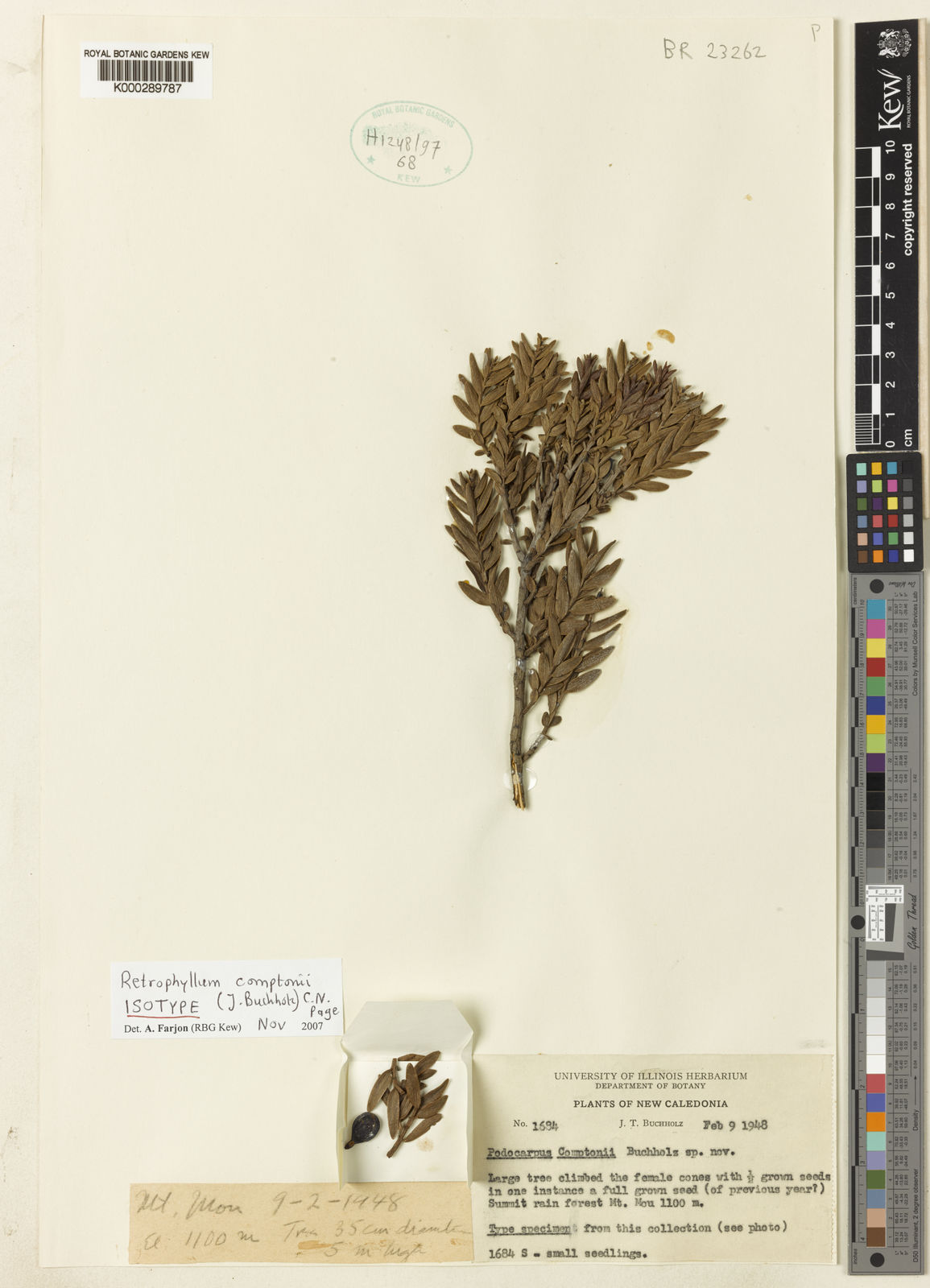 Retrophyllum Comptonii J Buchholz C N Page Plants Of The World Online Kew Science