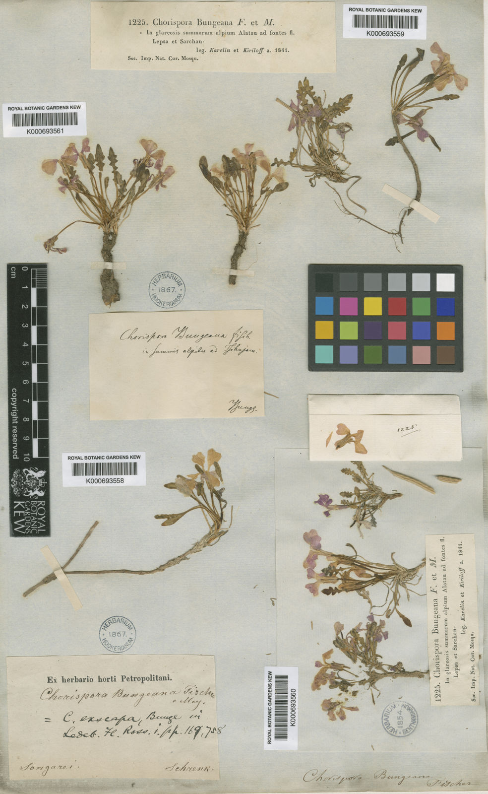 Kew Gardens K000693558:  Schrenk, A.G. [s.n.] Asia-Temperate