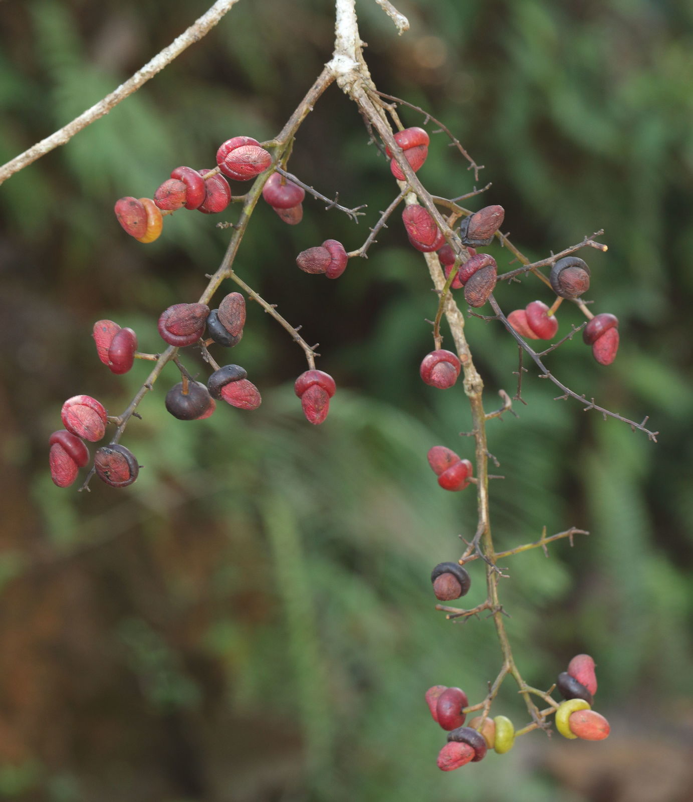 Anacardiaceae - Cashews -- Discover Life