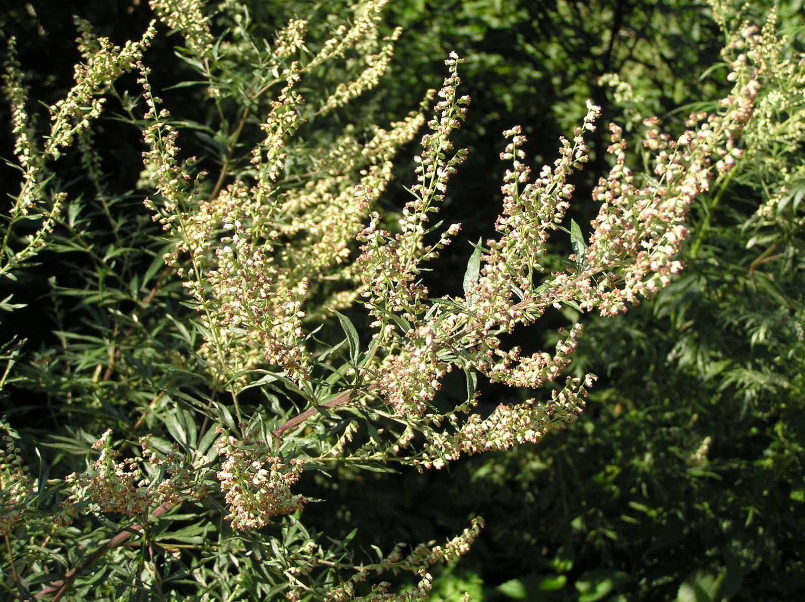 Artemisia vulgaris subsp. vulgaris | Plants of the World Online | Kew