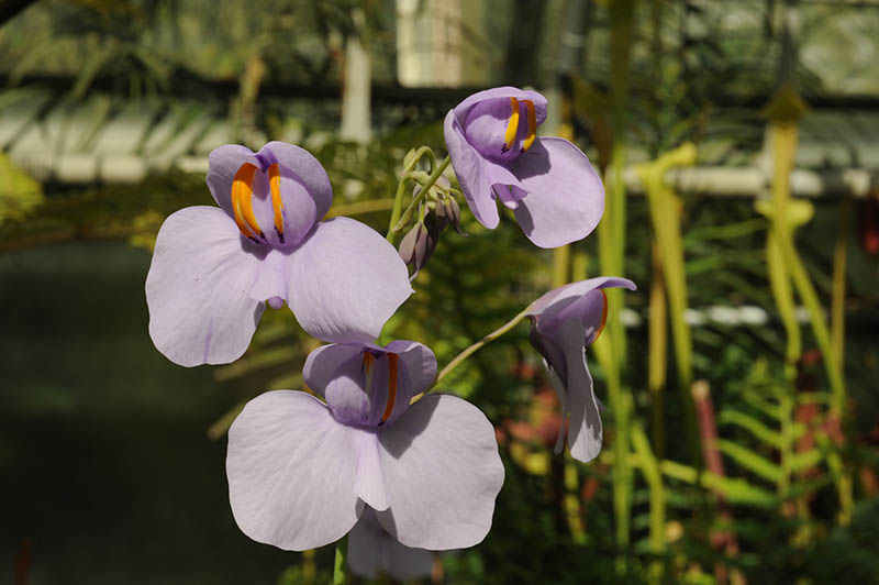 Utricularia reniformis A.St.-Hil. | Plants of the World Online | Kew Science